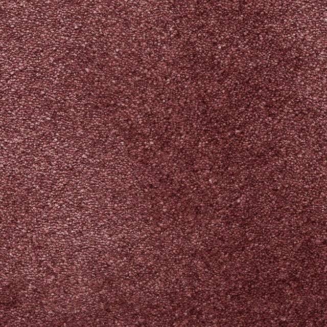 Starlight Plomme